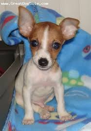 Rat Terrier Puppies Black And Brown Google Image Result For Http Cdn Greatdogsite Com Watermark Toy 2520fox 2520terrier 2 2520m Toy Fox Terriers Cute Puppies And Kittens Toy Fox Terrier Puppies