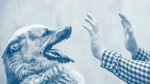 What Rabies Really Looks Like In Humans And What To Do If You Re Bitten Animal Bites Pet Safe Pets