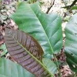 Image result for Uapaca guineensis