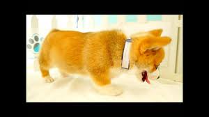Red/white, outstanding temperaments, intelligence and quality. Pembroke Welsh Corgi Puppies For Sale San Diego Puppy Youtube