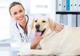 We did not find results for: Vip Petcare Pet Supplies Plus