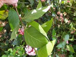 Image result for Rogiera amoena