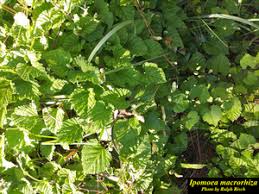 Image result for Camptorrhiza