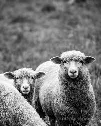 Black And White Sheep Black And White Sheep Photography Art Rustic Fine Art Country Farmhouse Decor Farm Animal Photography Print In 2020 Animal Photography Print Country Farmhouse Decor Animal Photography