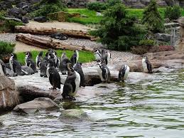 Ein Besuch Bei Den Eisbaren Und Pinguinen Im Polarium Des Rostocker Zoos Rostocker Zoo Zoo Pinguine