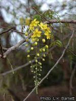 Image result for Cassia sieberiana