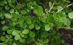 Image result for Buxus nyasica