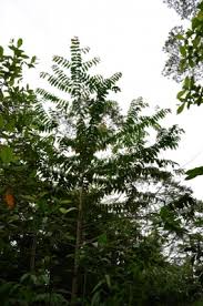 Image result for Duabanga