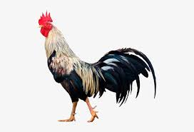 gallo de pelea png 600x536 png download pngkit gallo de pelea png 600x536 png