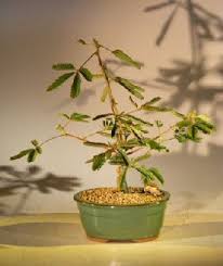 Image result for Mimosa pudica