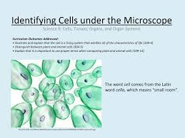 Over 271 plant cell microscope pictures to choose from, with no signup needed. Ppt Identifying Cells Under The Microscope Powerpoint Presentation Free Download Id 1985587