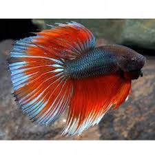 Dumbo Halfmoon Betta Halfmoon Betta Pet Fish Betta