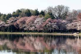 Im cherry blossom leaks