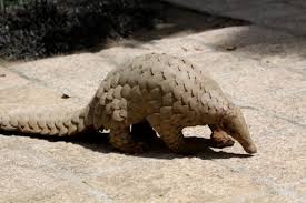 Find out what are pangolins? Indian Pangolin Wikipedia
