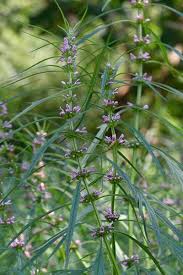 Image result for Leonurus japonicus