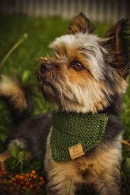 Pet Bandanas- Knitted- Made to Order