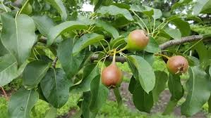 Image result for Pycreus pauper