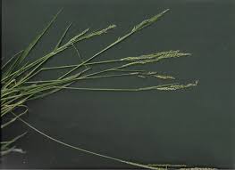Image result for Eriochloa procera