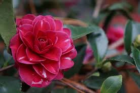 Camellia Sasanqua Purple Haze Not Registered Camellia Purple Haze House Plants