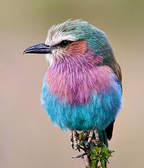 Parrot bird flamingo exotic animal nature peacock plumage feather colorful. Beautiful Birds The Splash Of Colors Amo Images Amo Images