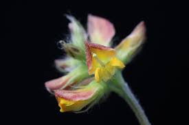 Image result for Eriosema lebrunii