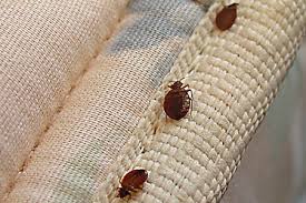 Image result for bedbugs on mattress