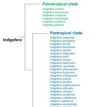 Image result for Indigofera ormocarpoides
