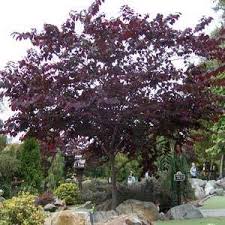 Redbud is a native of the entire eastern half of the united states except. Buy Forest Pansy Redbud Tree From Ty Ty Nursery