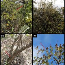 Image result for Premna tanganyikensis