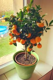 Get fruit trees for houston. 10 Fastest Growing Fruit Trees For Your Backyard Orchard Gardening Chores