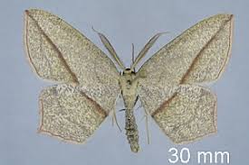 Image result for Timandra griseata