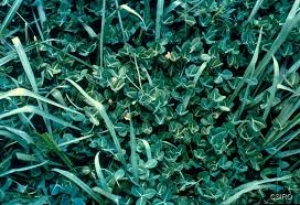 Image result for Trifolium semipilosum