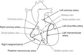 The mean arterial pressure (map) minus the intracranial pressure (icp). Cardiovascular Physiology Section 3 Basic Physiology For Anaesthetists