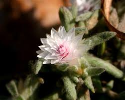 Image result for Helichrysum argyrosphaerum