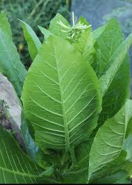 Image result for Nicotiana
