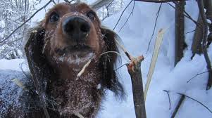 Dachshunds are prone to back issues Long Haired Dachshund Your Complete Guide To The Breed