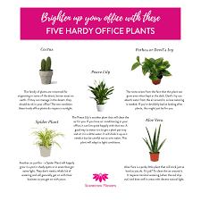 To grow lush and healthy, jade needs plenty of sunlight, so pick your brightest room to place it in. Brighten Up Your Office With These Five Hardy Office Plants