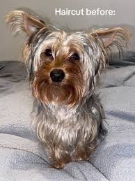 Image result for yorkshire haircut