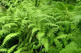 Image result for Microlepia