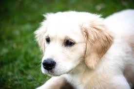 A forum for our new members, and their golden retrievers to introduce themselves. Golden Retriever Rasseportrait Wesen Charakter Zuchter