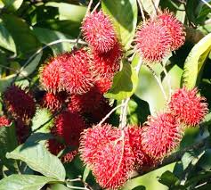 Rambutan (nephelium sp.) merupakan tanaman buah hortikultural berupa pohon dengan famili sapindacaeae. 2