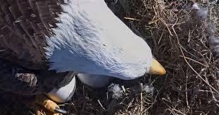 When bald eagle eggs don't hatch. Hatch Watch Nation Transfixed By Two Bald Eagle Eggs On Live Cam