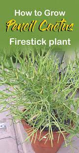 How to care for your cactus. How To Grow Pencil Cactus Plant Euphorbia Tirucalli Firestick Plant
