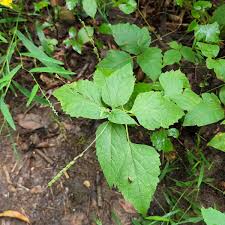 Image result for Phrymaceae