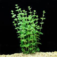 Image result for Lysimachia djalonis