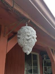 70+ vectors, stock photos & psd files. Ravelry Fake Hornets Nest Pattern By L A P Crochet Creations