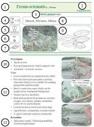 Image result for Lepidotrichilia volkensii