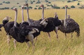 Dia kekasihku 'kan tetap milikku aku sungguh mencintai sungguh menyayangi setulus hatiku walau ku tahu kau takkan sempurna takkan membuat aku jauh darimu apa adanya ku kan tetap setia kepadmau tuhan jagakan dia dia kekasihku 'kan tetap milikku aku sungguh mencintai sungguh. Burung Unta Hewan Yang Cepat Dan Kuat Semua Halaman Bobo