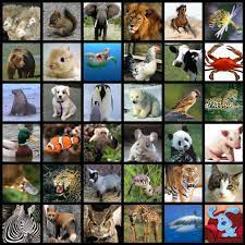 Images Of All Animals What Do All Of These Animals Have In Common Rare Animals Animals Cute Animals
