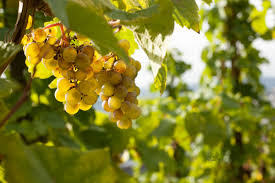 Maybe you would like to learn more about one of these? Wehlener Sonnenuhr Wines Riesling Archives Opening A Bottle